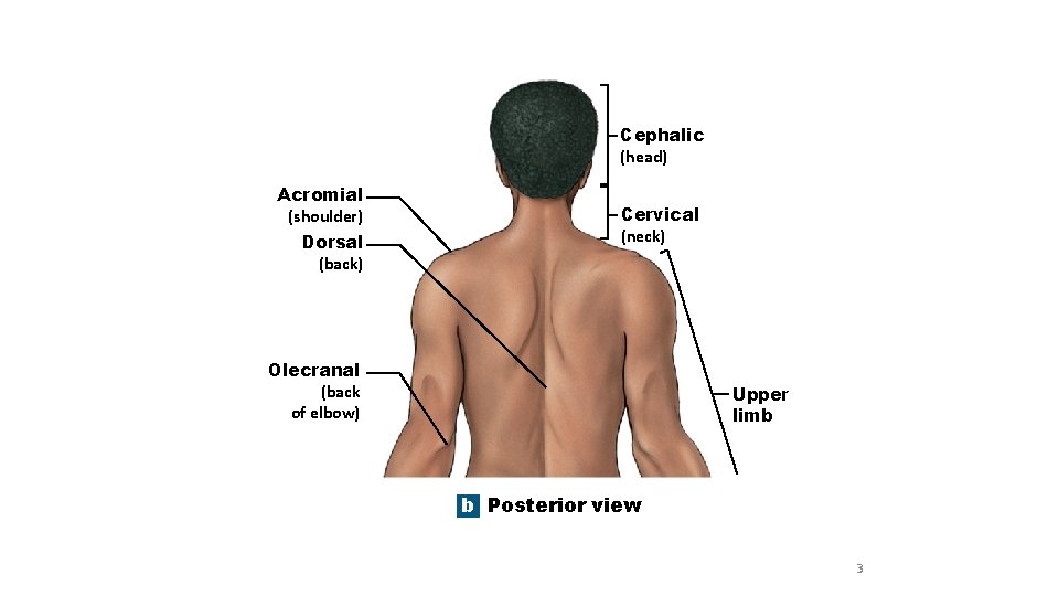 Cephalic (head) Acromial (shoulder) Dorsal (back) Cervical (neck) Olecranal (back of elbow) Upper limb