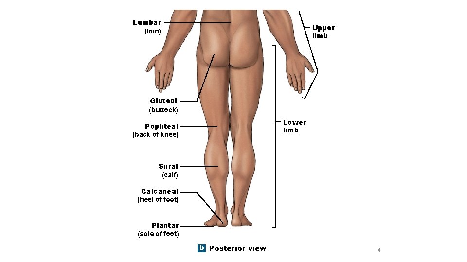 Lumbar (loin) Upper limb Gluteal (buttock) Lower limb Popliteal (back of knee) Sural (calf)