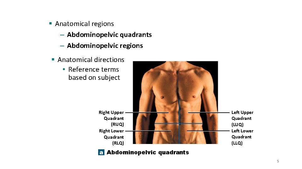 § Anatomical regions – Abdominopelvic quadrants – Abdominopelvic regions § Anatomical directions • Reference