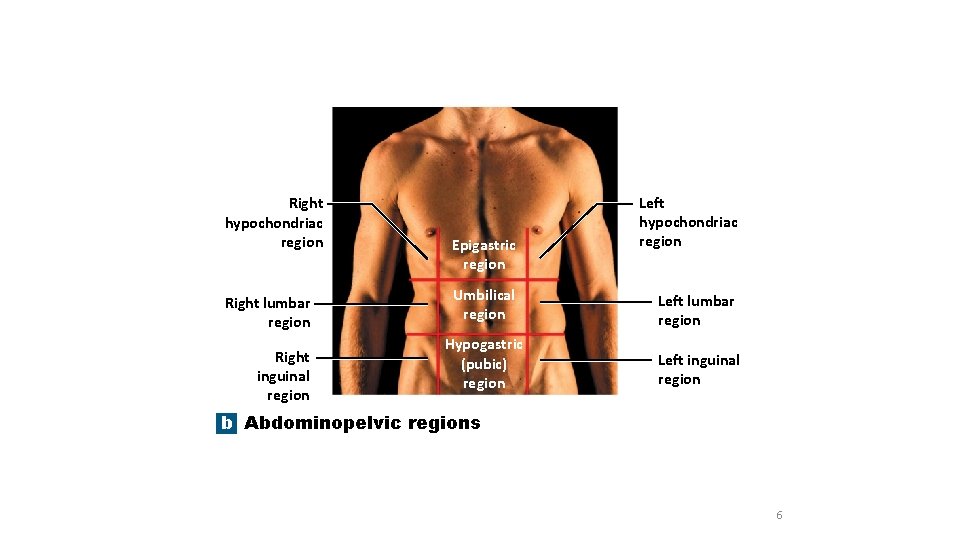 Right hypochondriac region Right lumbar region Right inguinal region Epigastric region Left hypochondriac region