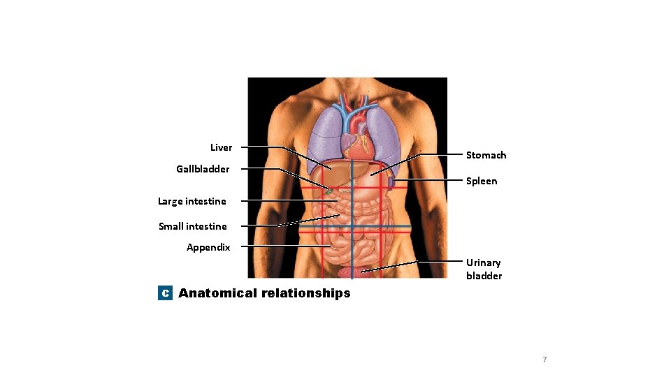 Liver Gallbladder Stomach Spleen Large intestine Small intestine Appendix Urinary bladder c Anatomical relationships