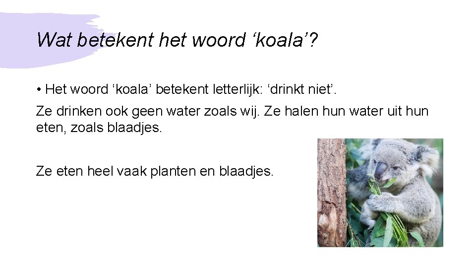 Wat betekent het woord ‘koala’? • Het woord ‘koala’ betekent letterlijk: ‘drinkt niet’. Ze