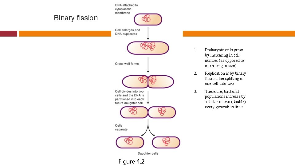Binary fission Figure 4. 2 1. Prokaryote cells grow by increasing in cell number