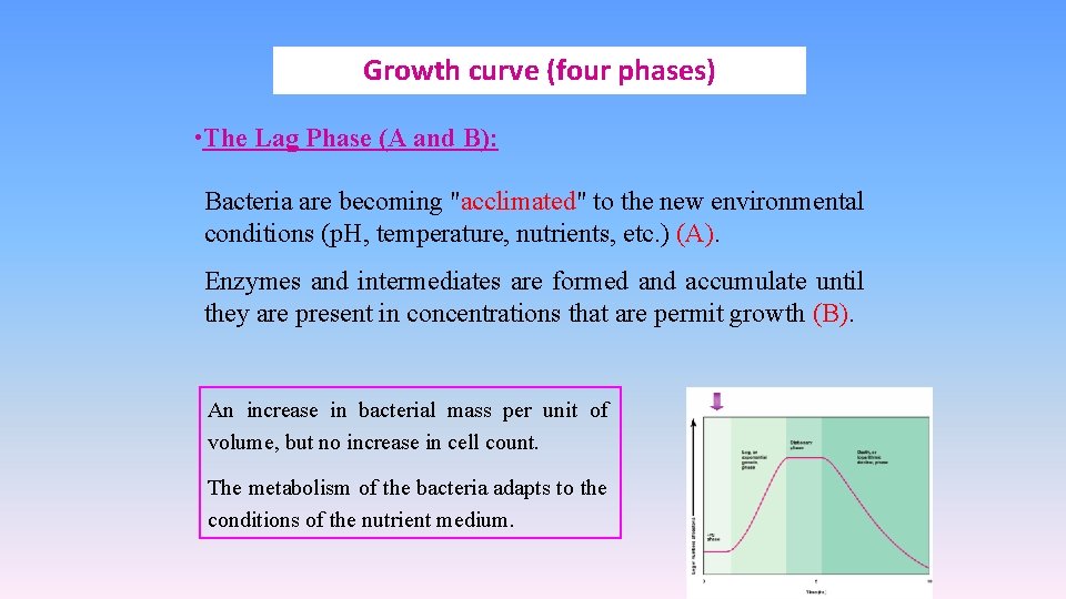 Growth curve (four phases) • The Lag Phase (A and B): Bacteria are becoming
