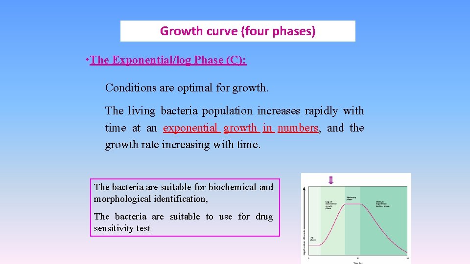 Growth curve (four phases) • The Exponential/log Phase (C): Conditions are optimal for growth.