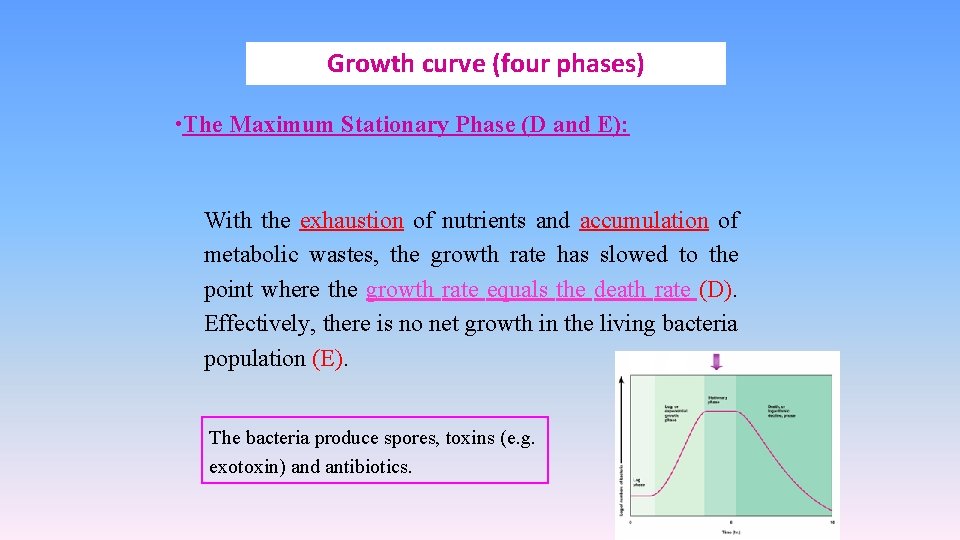 Growth curve (four phases) • The Maximum Stationary Phase (D and E): With the