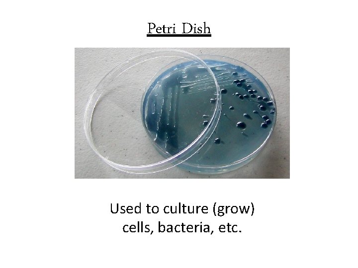 Petri Dish Used to culture (grow) cells, bacteria, etc. 