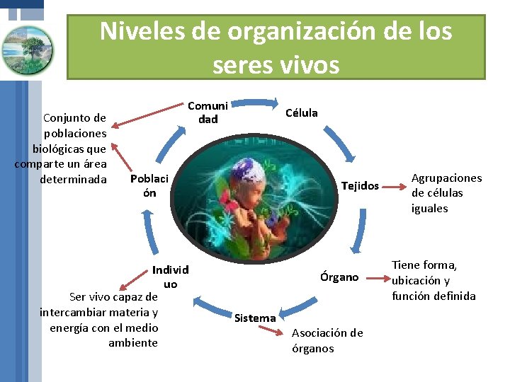 Niveles de organización de los seres vivos Conjunto de poblaciones biológicas que comparte un