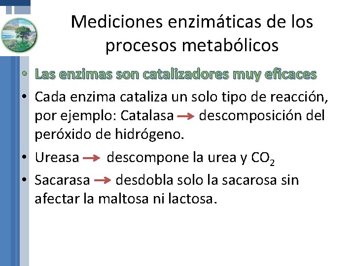 Mediciones enzimáticas de los procesos metabólicos • Las enzimas son catalizadores muy eficaces •