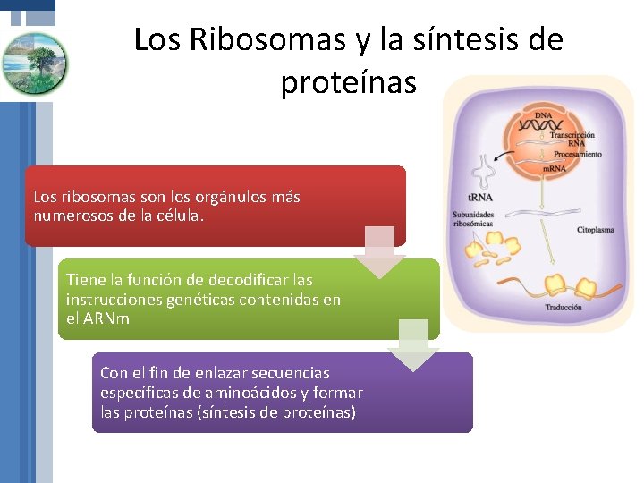 Los Ribosomas y la síntesis de proteínas Los ribosomas son los orgánulos más numerosos