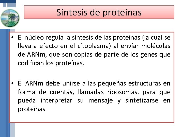 Síntesis de proteínas • El núcleo regula la síntesis de las proteínas (la cual