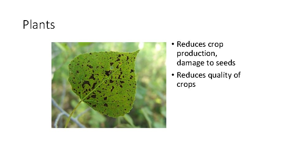 Plants • Reduces crop production, damage to seeds • Reduces quality of crops 