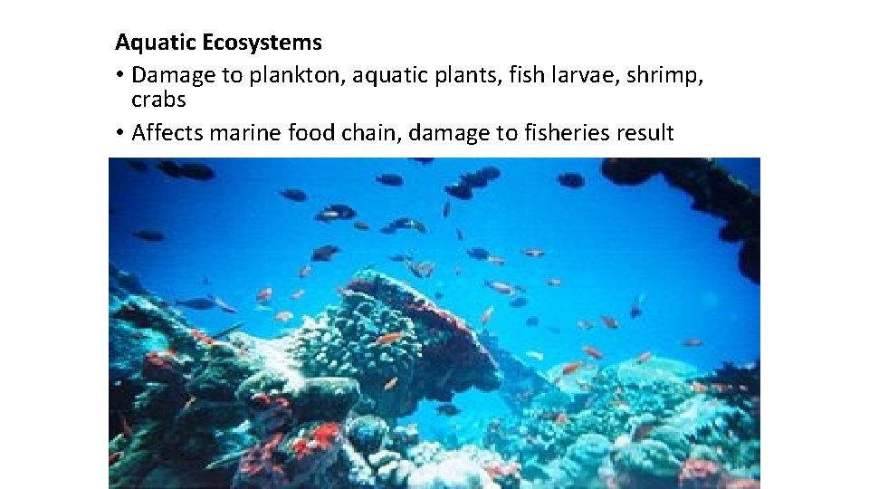 Aquatic Ecosystems • Damage to plankton, aquatic plants, fish larvae, shrimp, crabs • Affects