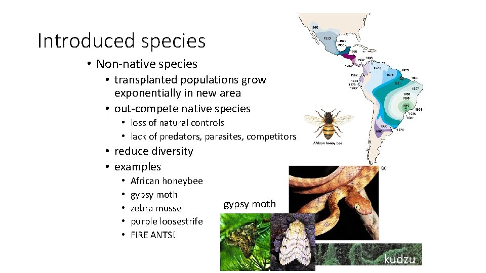 Introduced species • Non-native species • transplanted populations grow exponentially in new area •