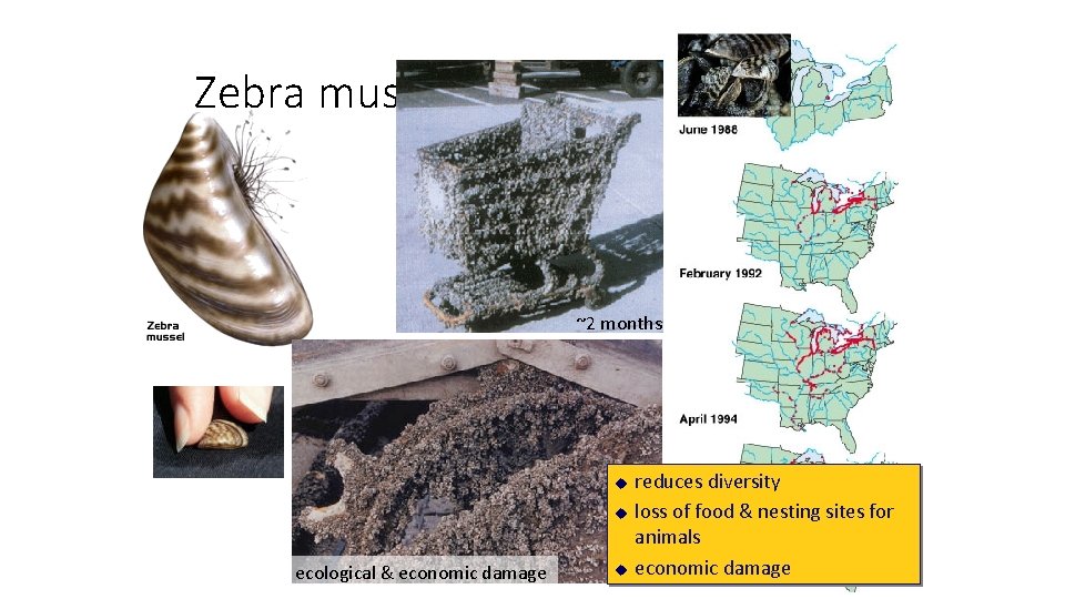 Zebra mussel ~2 months u u ecological & economic damage u reduces diversity loss