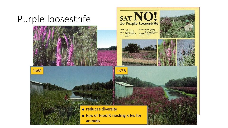 Purple loosestrife 1968 1978 u u reduces diversity loss of food & nesting sites
