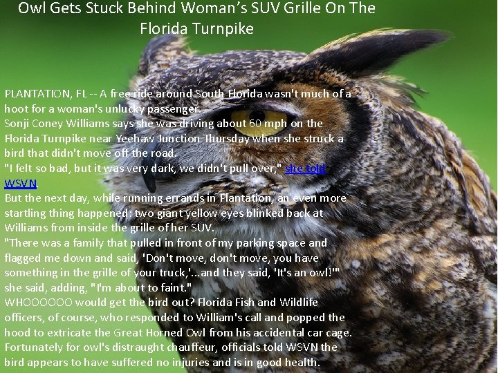Owl Gets Stuck Behind Woman’s SUV Grille On The Florida Turnpike PLANTATION, FL --