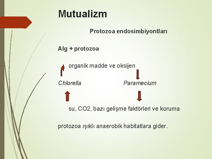 Mutualizm Protozoa endosimbiyontları Alg + protozoa organik madde ve oksijen Chlorella Paramecium su, CO