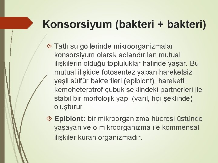 Konsorsiyum (bakteri + bakteri) Tatlı su göllerinde mikroorganizmalar konsorsiyum olarak adlandırılan mutual ilişkilerin olduğu