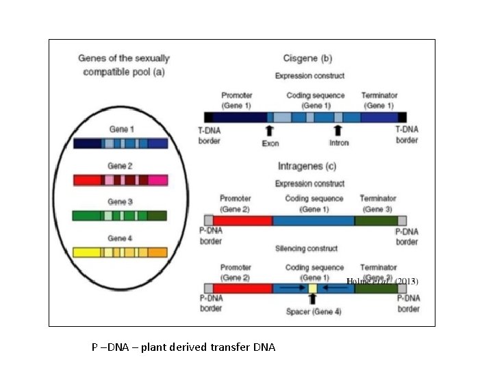 P –DNA – plant derived transfer DNA 