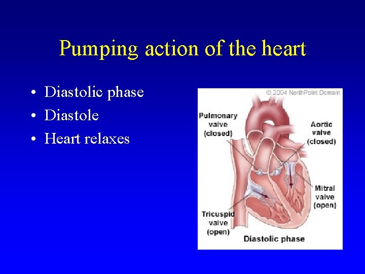 Pumping action of the heart • Diastolic phase • Diastole • Heart relaxes 