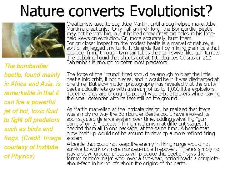 Nature converts Evolutionist? The bombardier beetle, found mainly in Africa and Asia, is remarkable
