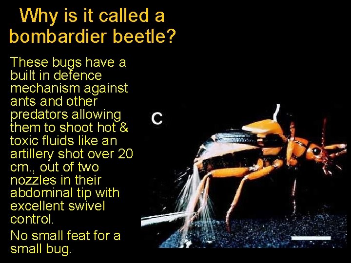Why is it called a bombardier beetle? These bugs have a built in defence