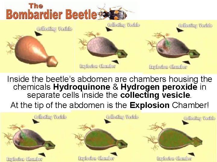Inside the beetle’s abdomen are chambers housing the chemicals Hydroquinone & Hydrogen peroxide in