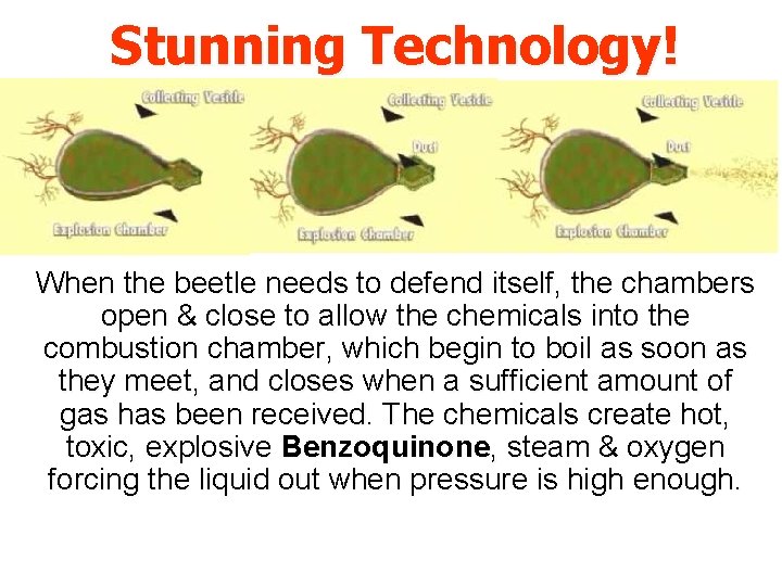 Stunning Technology! When the beetle needs to defend itself, the chambers open & close