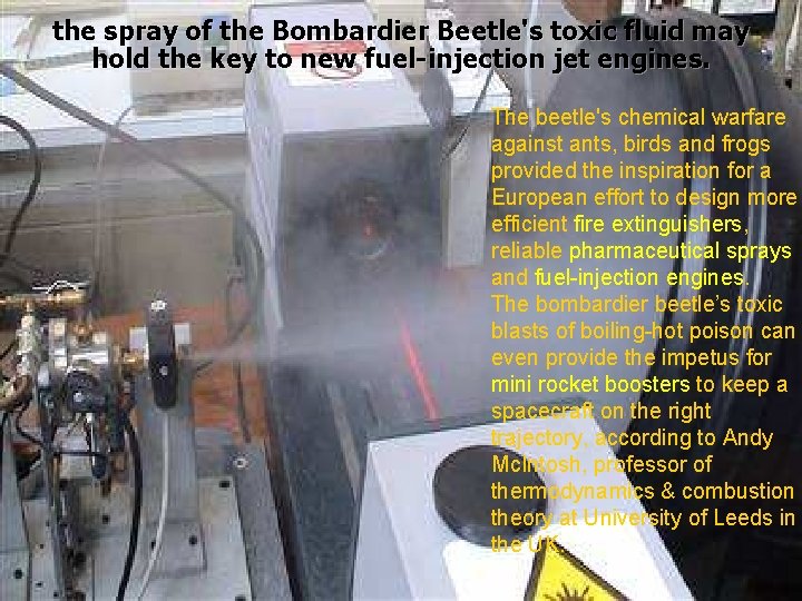 the spray of the Bombardier Beetle's toxic fluid may hold the key to new