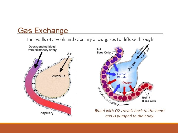 Gas Exchange Thin walls of alveoli and capillary allow gases to diffuse through. Blood