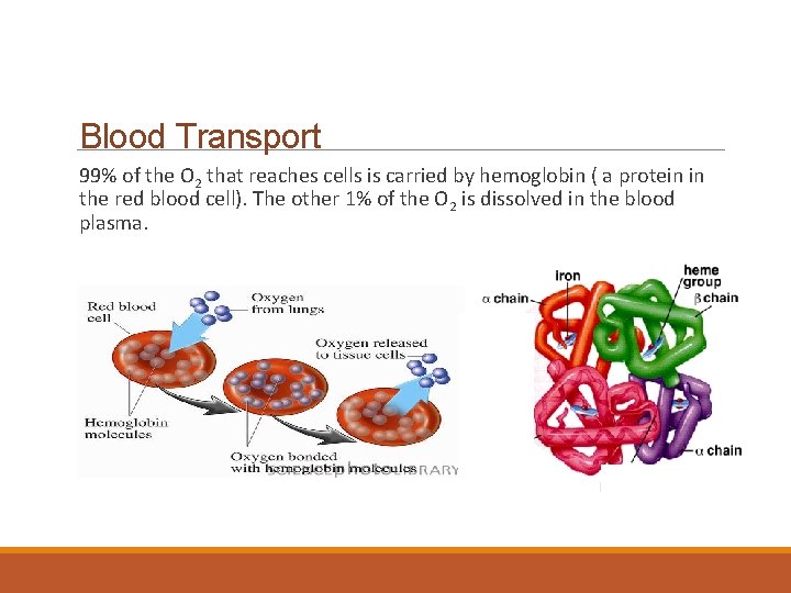 Blood Transport 99% of the O 2 that reaches cells is carried by hemoglobin