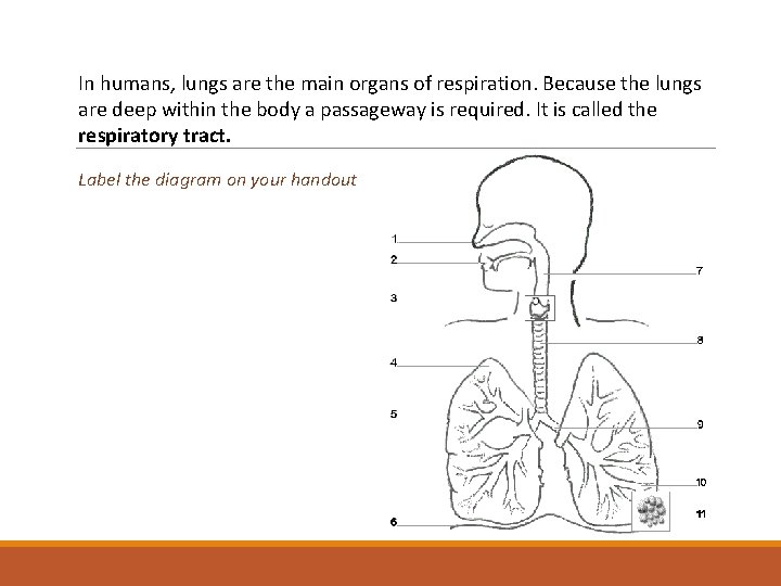 In humans, lungs are the main organs of respiration. Because the lungs are deep