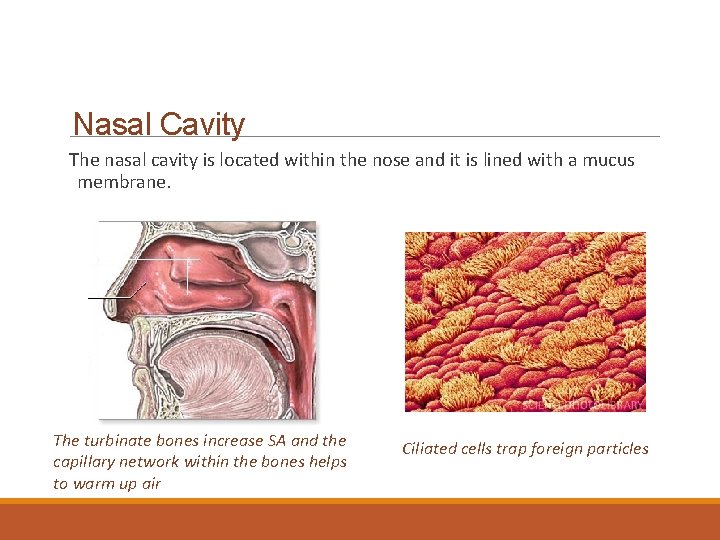 Nasal Cavity The nasal cavity is located within the nose and it is lined