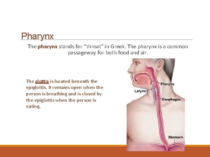 Pharynx The pharynx stands for “throat” in Greek. The pharynx is a common passageway