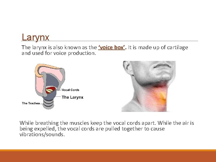 Larynx The larynx is also known as the ‘voice box’. It is made up