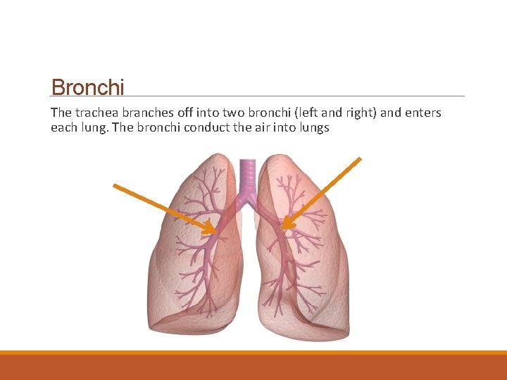 Bronchi The trachea branches off into two bronchi (left and right) and enters each