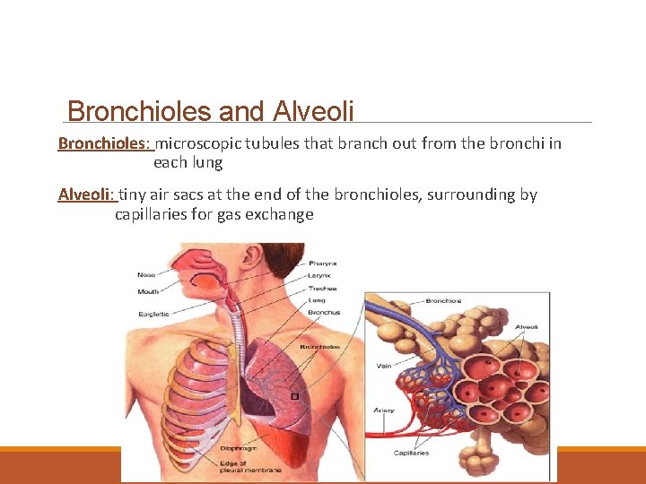 Bronchioles and Alveoli Bronchioles: microscopic tubules that branch out from the bronchi in each