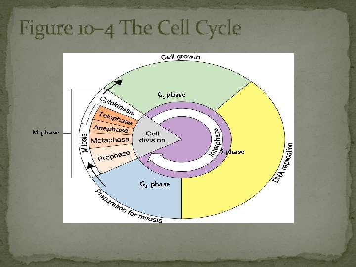 Figure 10– 4 The Cell Cycle G 1 phase M phase S phase G