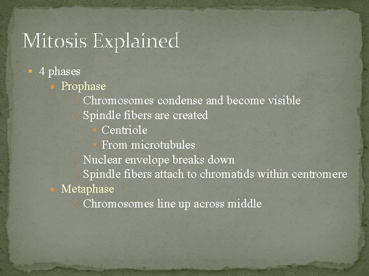 Mitosis Explained 4 phases Prophase o Chromosomes condense and become visible o Spindle fibers