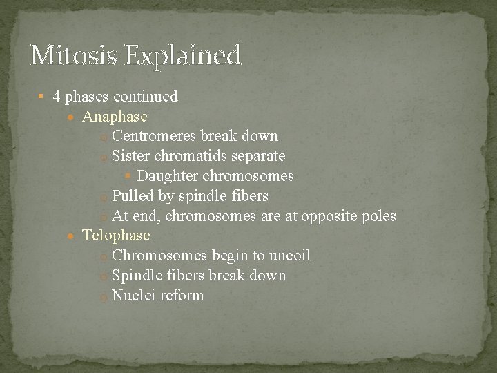 Mitosis Explained 4 phases continued Anaphase o Centromeres break down o Sister chromatids separate