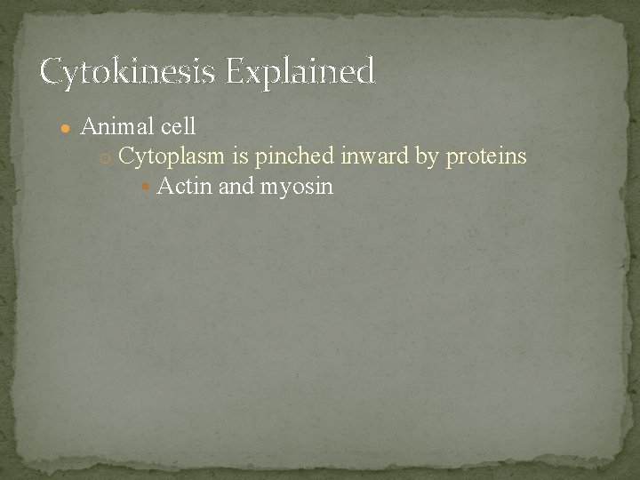 Cytokinesis Explained Animal cell o Cytoplasm is pinched inward by proteins Actin and myosin