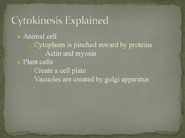 Cytokinesis Explained Animal cell o Cytoplasm is pinched inward by proteins Actin and myosin