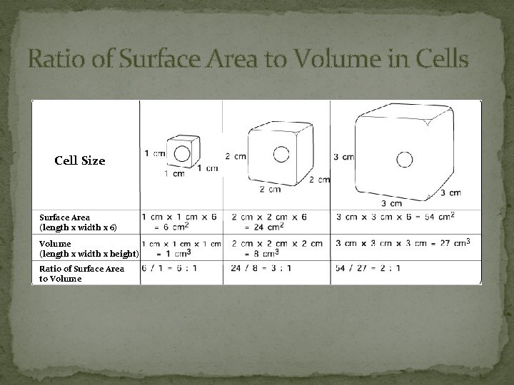 Ratio of Surface Area to Volume in Cells Cell Size Surface Area (length x