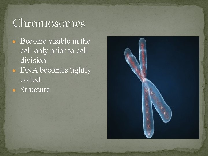 Chromosomes Become visible in the cell only prior to cell division DNA becomes tightly