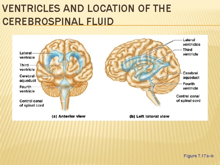 VENTRICLES AND LOCATION OF THE CEREBROSPINAL FLUID Figure 7. 17 a–b 