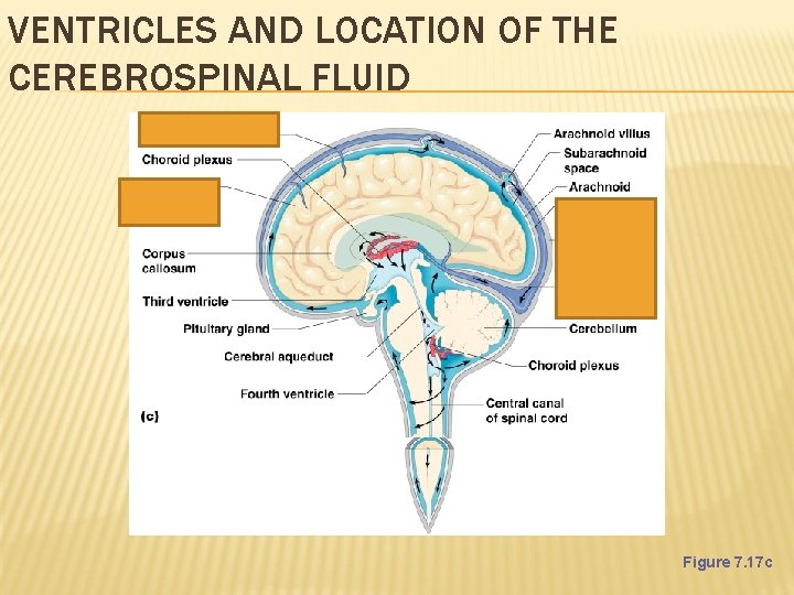 VENTRICLES AND LOCATION OF THE CEREBROSPINAL FLUID Figure 7. 17 c 