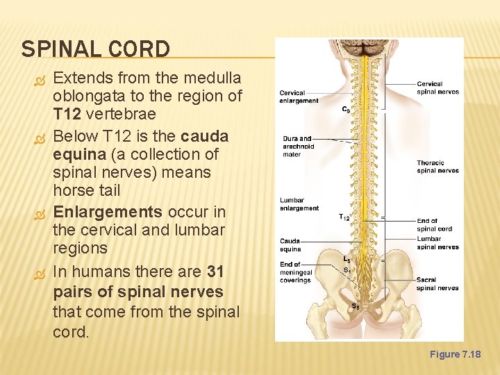 SPINAL CORD Extends from the medulla oblongata to the region of T 12 vertebrae