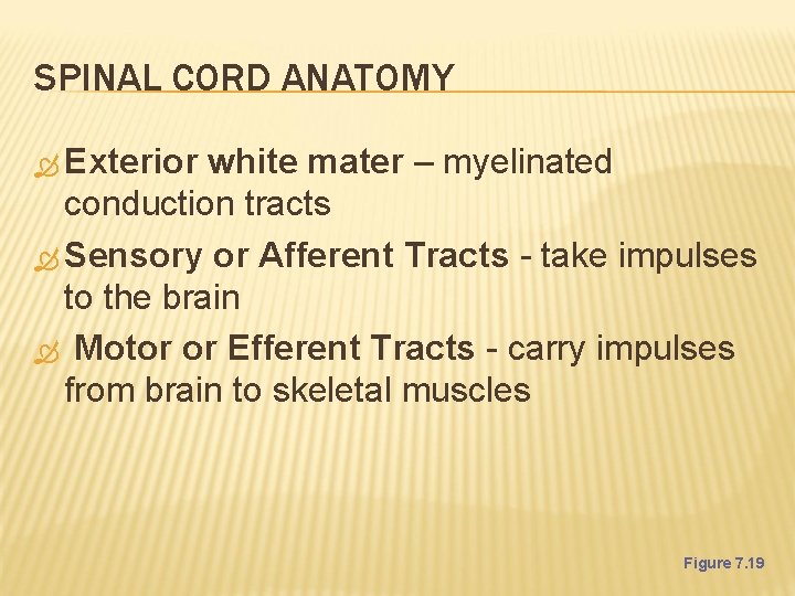 SPINAL CORD ANATOMY Exterior white mater – myelinated conduction tracts Sensory or Afferent Tracts