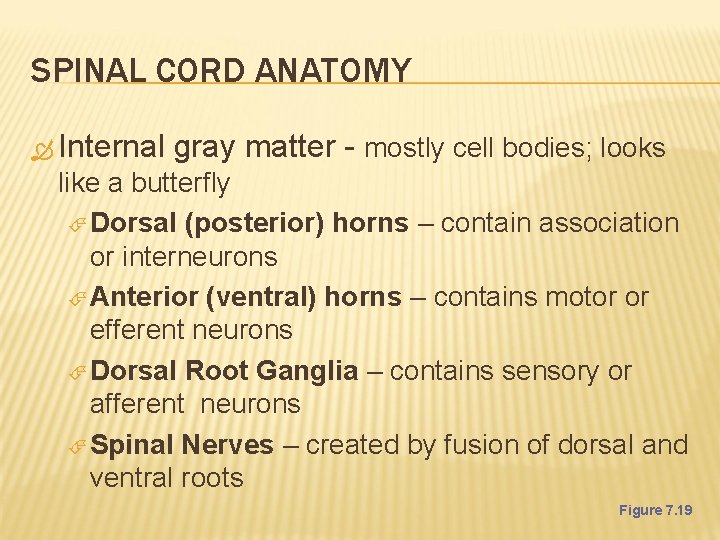 SPINAL CORD ANATOMY Internal gray matter - mostly cell bodies; looks like a butterfly